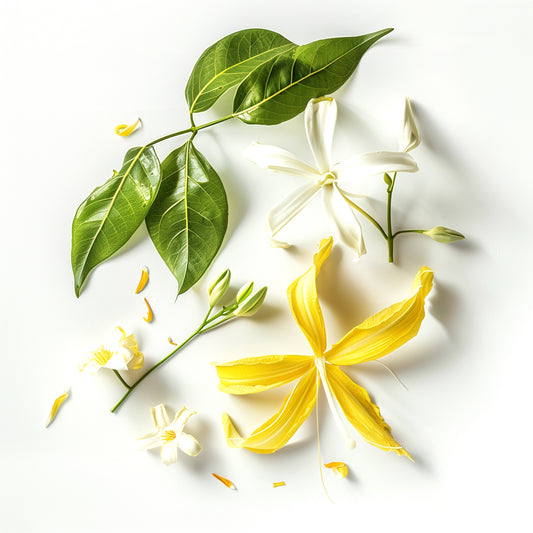 JASMINE YLANG NOTE